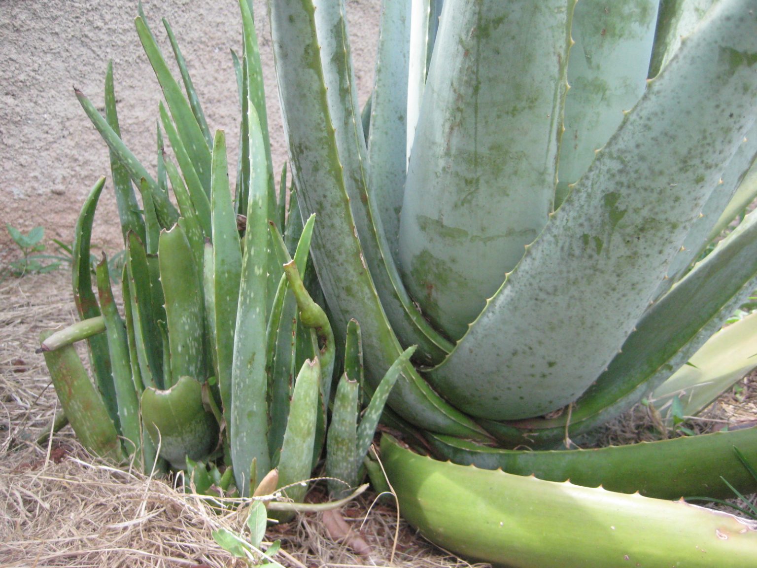 Como Fazer Muda De Babosa / Aloe Vera - Assim Que Faz