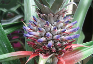 Floração e Frutificação da planta de Abacaxi Assim que Faz