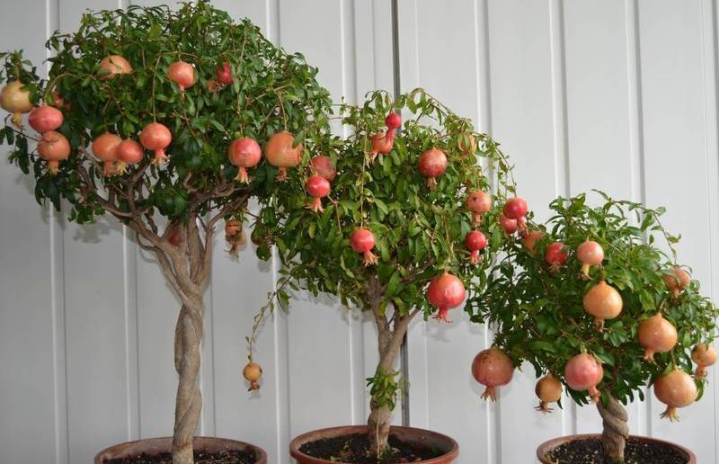 7 Árvores Frutíferas Que Você Pode Plantar Em Vaso Tranquilamente Assim Que Faz 