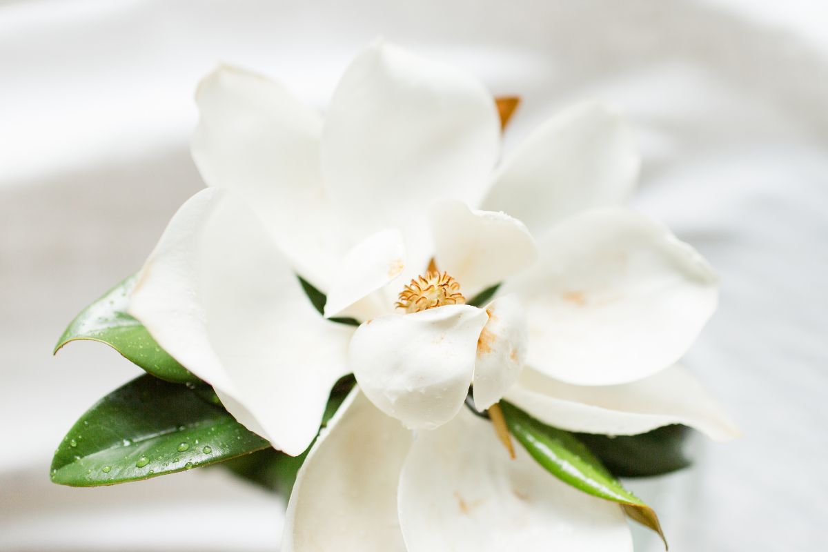 Flor de magnólia: conheça seu real significado e como cultivá-la - Assim  que Faz